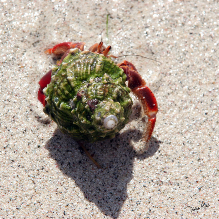 crab_walking.jpg